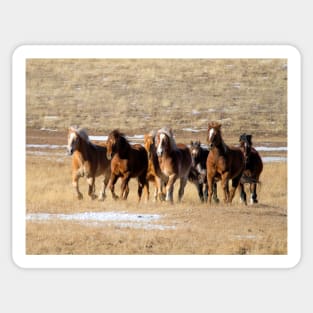 Herd of Mustangs Sticker